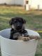 German Shepherd Puppies for sale in North Highlands, CA, USA. price: NA