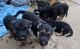 German Shepherd Puppies for sale in Perris, CA, USA. price: $450