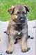 German Shepherd Puppies for sale in 1210 Greystone Rd, Bel Air, MD 21015, USA. price: $2,800