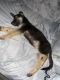 German Shepherd Puppies for sale in 7490 Old National Hwy, Riverdale, GA 30296, USA. price: NA