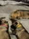 German Shepherd Puppies for sale in Callaway, FL 32404, USA. price: NA