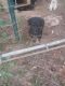 German Shepherd Puppies for sale in Monticello, MS, USA. price: $275