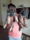 German Shepherd Puppies for sale in Horamavu Agara, Horamavu, Bengaluru, Karnataka, India. price: 25000 INR
