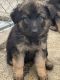 German Shepherd Puppies for sale in Hannibal, NY 13074, USA. price: NA