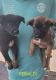 German Shepherd Puppies for sale in Willis, MI 48191, USA. price: NA