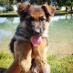 German Shepherd Puppies for sale in Hobbs, NM, USA. price: NA