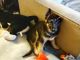 German Shepherd Puppies for sale in Wood Village, OR 97060, USA. price: NA