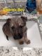 German Shepherd Puppies for sale in Terrell, TX, USA. price: $250