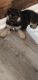 German Shepherd Puppies for sale in Bowling Green, KY, USA. price: $600
