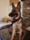 German Shepherd Puppies for sale in Cottage Grove, MN, USA. price: $400