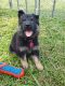 German Shepherd Puppies for sale in Carlisle, KY 40311, USA. price: NA