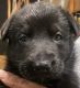 German Shepherd Puppies for sale in 2136 Long Ridge Ln, Charlotte, NC 28214, USA. price: NA