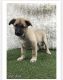 German Shepherd Puppies for sale in 7000 Decker Ln, Austin, TX 78724, USA. price: NA