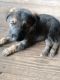 German Shepherd Puppies for sale in Gray, GA 31032, USA. price: $600