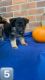 German Shepherd Puppies for sale in Stamford, CT, USA. price: $1,300