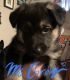 German Shepherd Puppies for sale in Rockford, IL, USA. price: $2,000