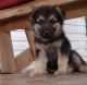 German Shepherd Puppies for sale in Red Springs, NC 28377, USA. price: $450