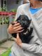German Shepherd Puppies for sale in Madikeri, Karnataka 571201, India. price: 220000 INR
