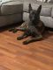 German Shepherd Puppies for sale in Maitland, FL, USA. price: NA