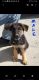 German Shepherd Puppies for sale in Sainte Marie, IL 62459, USA. price: $800