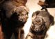 German Shepherd Puppies for sale in Blue Springs, MS 38828, USA. price: $1,000