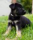 German Shepherd Puppies for sale in 1210 Greystone Rd, Bel Air, MD 21015, USA. price: $2,500