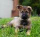 German Shepherd Puppies for sale in 1210 Greystone Rd, Bel Air, MD 21015, USA. price: $2,000