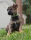 German Shepherd Puppies for sale in 1210 Greystone Rd, Bel Air, MD 21015, USA. price: $1,500