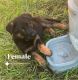 German Shepherd Puppies for sale in Fort Meade, FL 33841, USA. price: $800