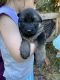 German Shepherd Puppies for sale in Green Mountain, NC 28740, USA. price: NA