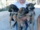 German Shepherd Puppies for sale in Compton, CA, USA. price: NA