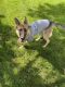 German Shepherd Puppies for sale in Taylorsville, UT, USA. price: $900