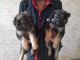 German Shepherd Puppies for sale in Madurai, Tamil Nadu, India. price: 20000 INR