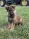 German Shepherd Puppies for sale in Mt Vernon, OH 43050, USA. price: NA