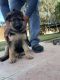 German Shepherd Puppies for sale in Bakersfield, CA, USA. price: NA