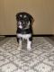 German Shepherd Puppies for sale in Lacey, WA 98513, USA. price: NA