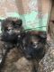 German Shepherd Puppies for sale in Silver Springs, NV 89429, USA. price: $500