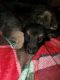 German Shepherd Puppies for sale in Oroville, CA, USA. price: $250