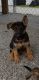 German Shepherd Puppies for sale in Sainte Marie, IL 62459, USA. price: $800