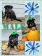 German Shepherd Puppies for sale in Coldwater, MI 49036, USA. price: NA