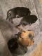 German Shepherd Puppies for sale in Longview, WA, USA. price: $1,200