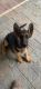German Shepherd Puppies for sale in Carson City, NV, USA. price: $700