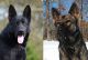 German Shepherd Puppies for sale in Oxford, AR, USA. price: NA