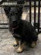 German Shepherd Puppies for sale in Vernon, WI 53149, USA. price: NA