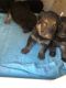 German Shepherd Puppies for sale in North Richland Hills, TX, USA. price: NA