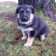 German Shepherd Puppies for sale in Alturas, CA 96101, USA. price: $600