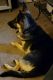 German Shepherd Puppies for sale in Obetz, OH, USA. price: NA