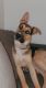 German Shepherd Puppies for sale in Lemoore, CA 93245, USA. price: $800