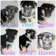 German Shepherd Puppies for sale in Highlands Ranch, CO, USA. price: $800
