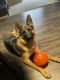 German Shepherd Puppies for sale in High Point, NC, USA. price: $150